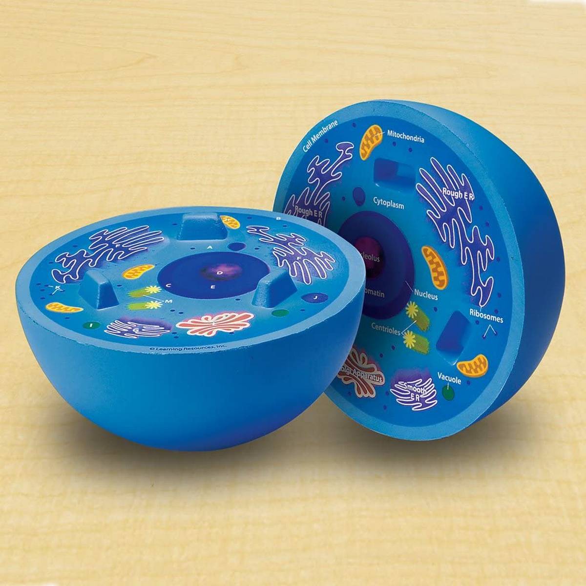 Learning Resources Crosssection Animal Cell Model - ABC School Supplies