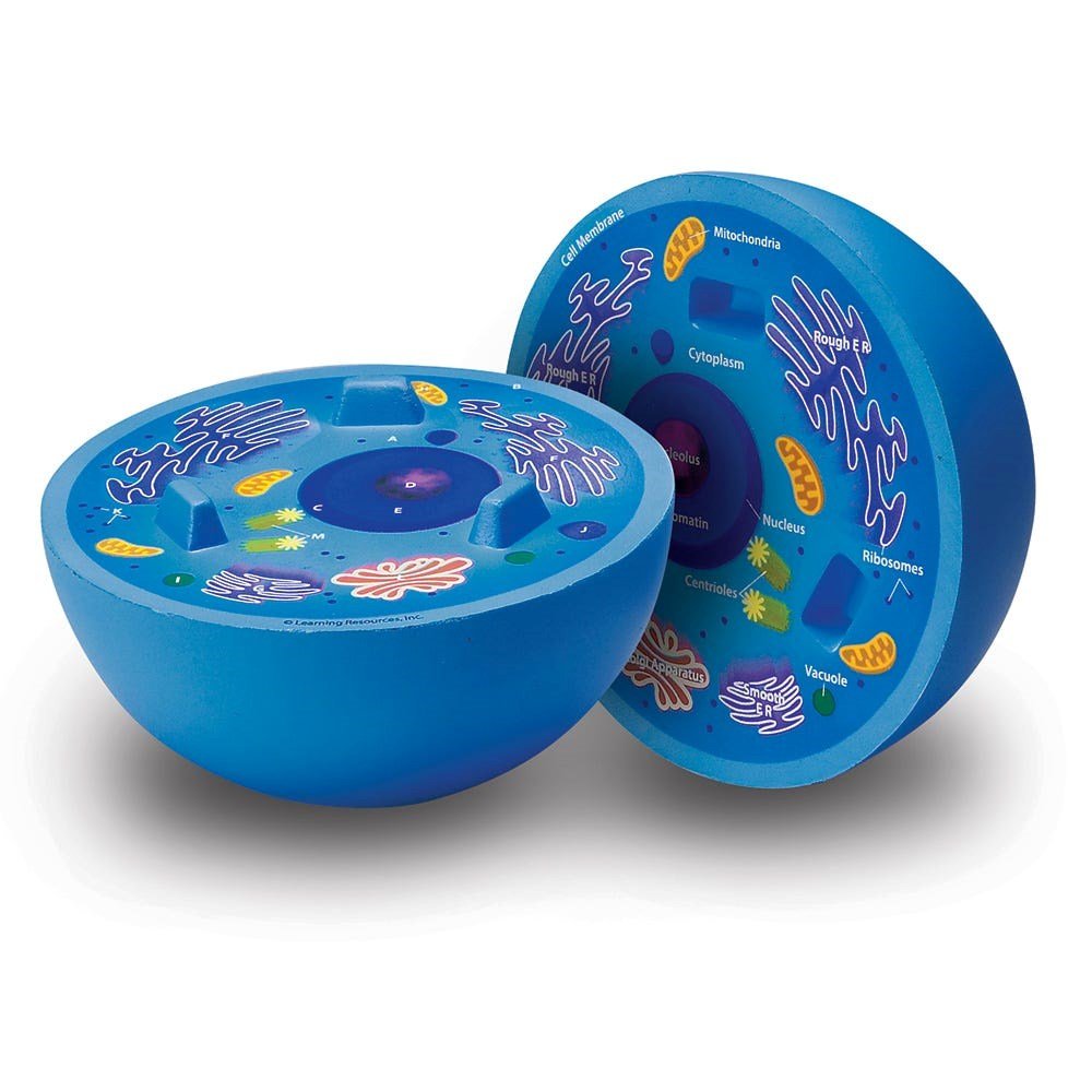 Learning Resources Crosssection Animal Cell Model - ABC School Supplies