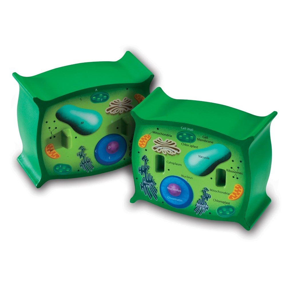 Learning Resources Crosssection Plant Cell Model - ABC School Supplies