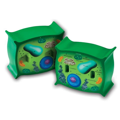Learning Resources Crosssection Plant Cell Model - ABC School Supplies