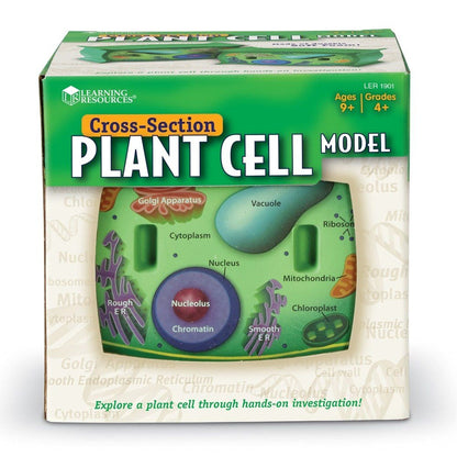 Learning Resources Crosssection Plant Cell Model - ABC School Supplies