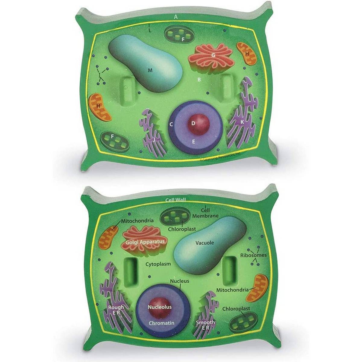 Learning Resources Crosssection Plant Cell Model - ABC School Supplies