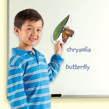 Learning Resources Giant Magnetic Butterfly Life Cycle - ABC School Supplies