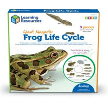 Learning Resources Giant Magnetic Frog Life Cycle - ABC School Supplies