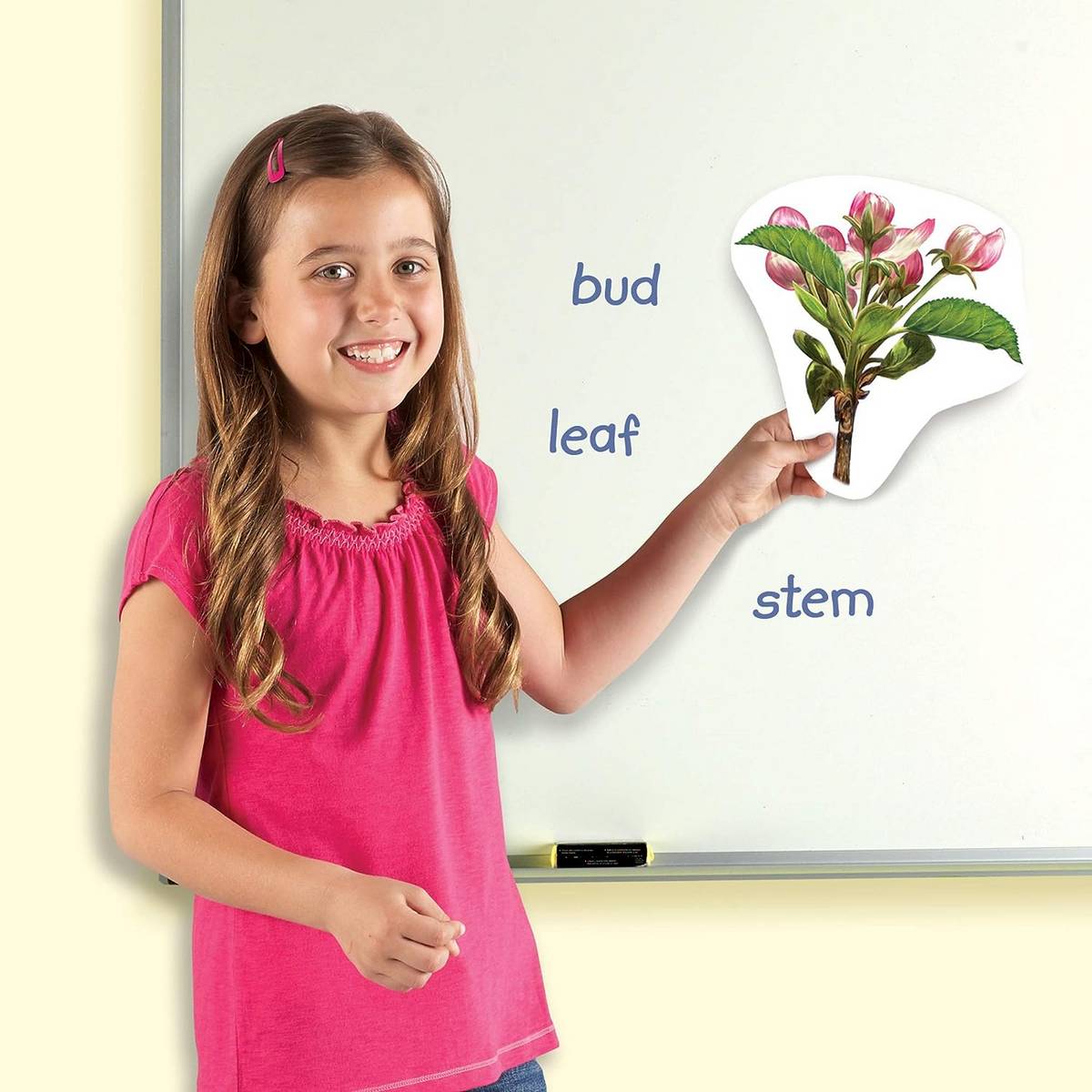 Learning Resources Giant Magnetic Plant Life Cycle - ABC School Supplies