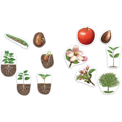 Learning Resources Giant Magnetic Plant Life Cycle - ABC School Supplies