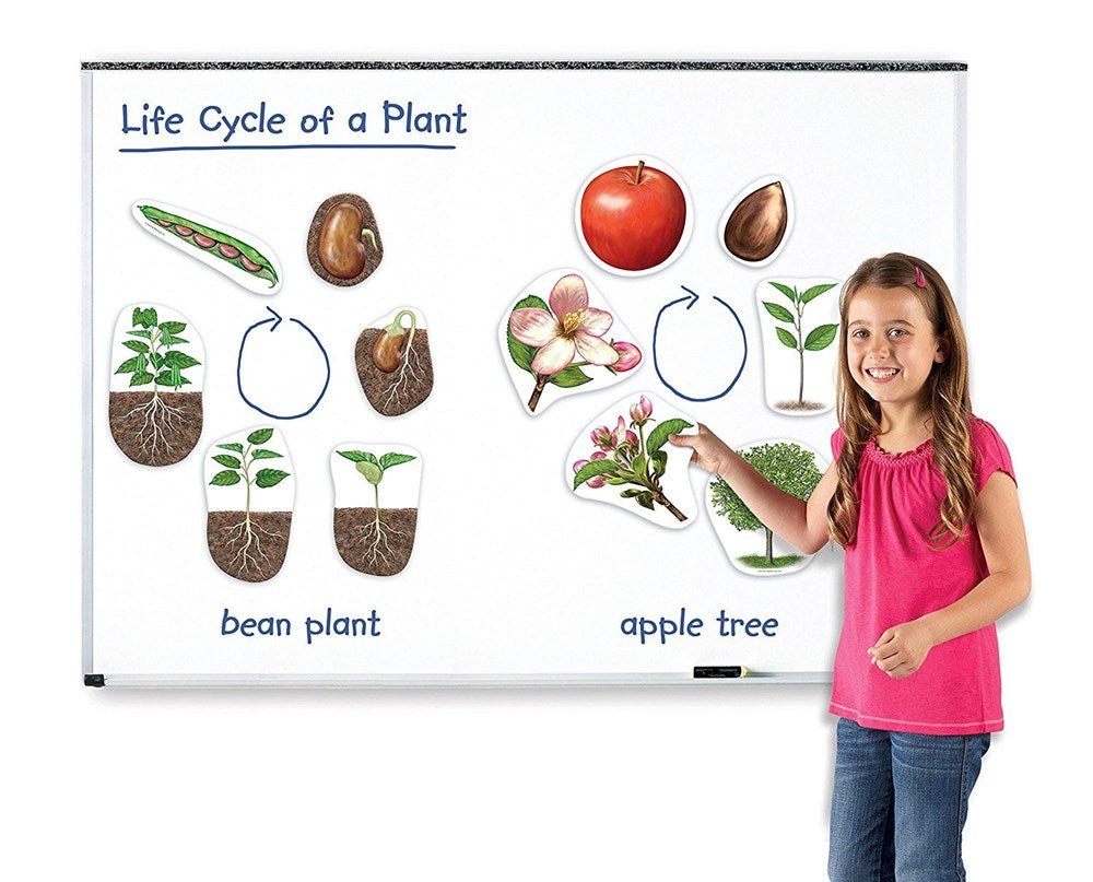 Learning Resources Giant Magnetic Plant Life Cycle - ABC School Supplies