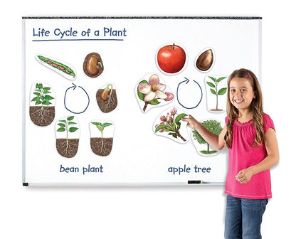 Learning Resources Giant Magnetic Plant Life Cycle - ABC School Supplies
