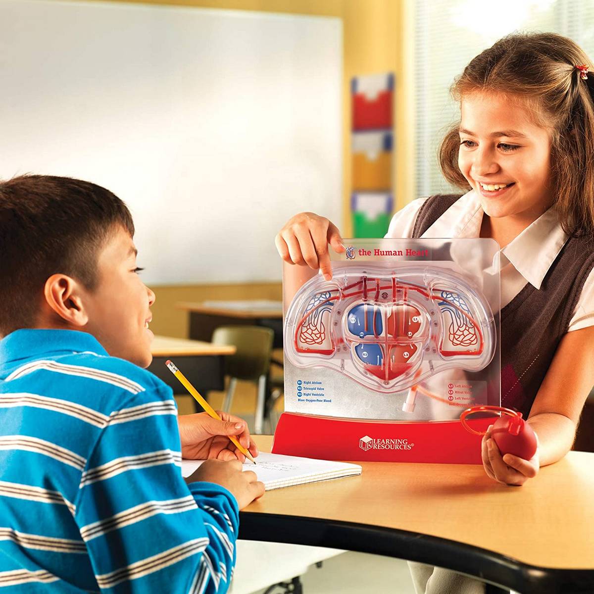 Learning Resources Pumping Heart Model - ABC School Supplies