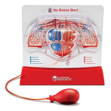 Learning Resources Pumping Heart Model - ABC School Supplies