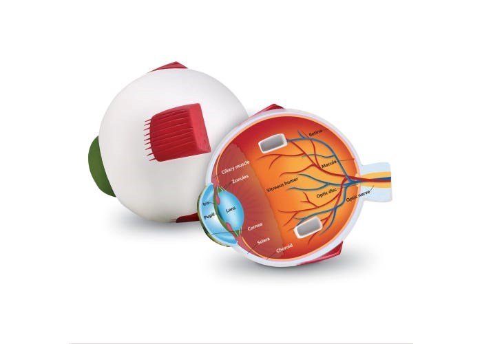 Learning Resources Soft Foam Crosssection Eye Model - ABC School Supplies