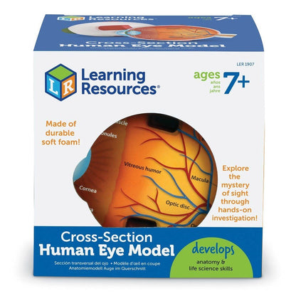 Learning Resources Soft Foam Crosssection Eye Model - ABC School Supplies