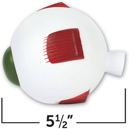 Learning Resources Soft Foam Crosssection Eye Model - ABC School Supplies