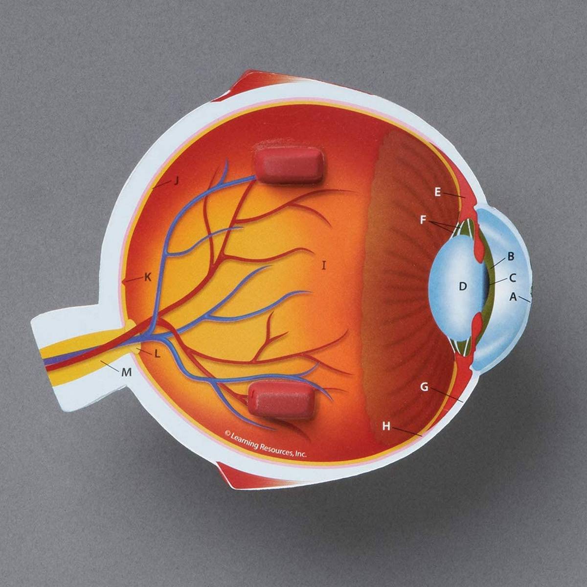 Learning Resources Soft Foam Crosssection Eye Model - ABC School Supplies