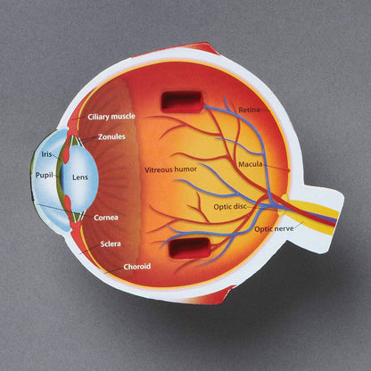 Learning Resources Soft Foam Crosssection Eye Model - ABC School Supplies