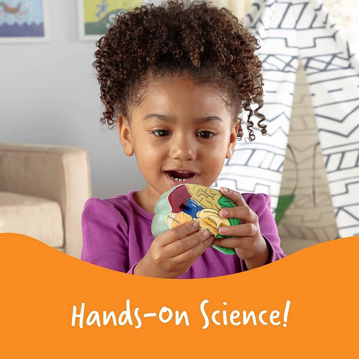 Learning Resources Soft Foam Crosssection Human Brain Model - ABC School Supplies