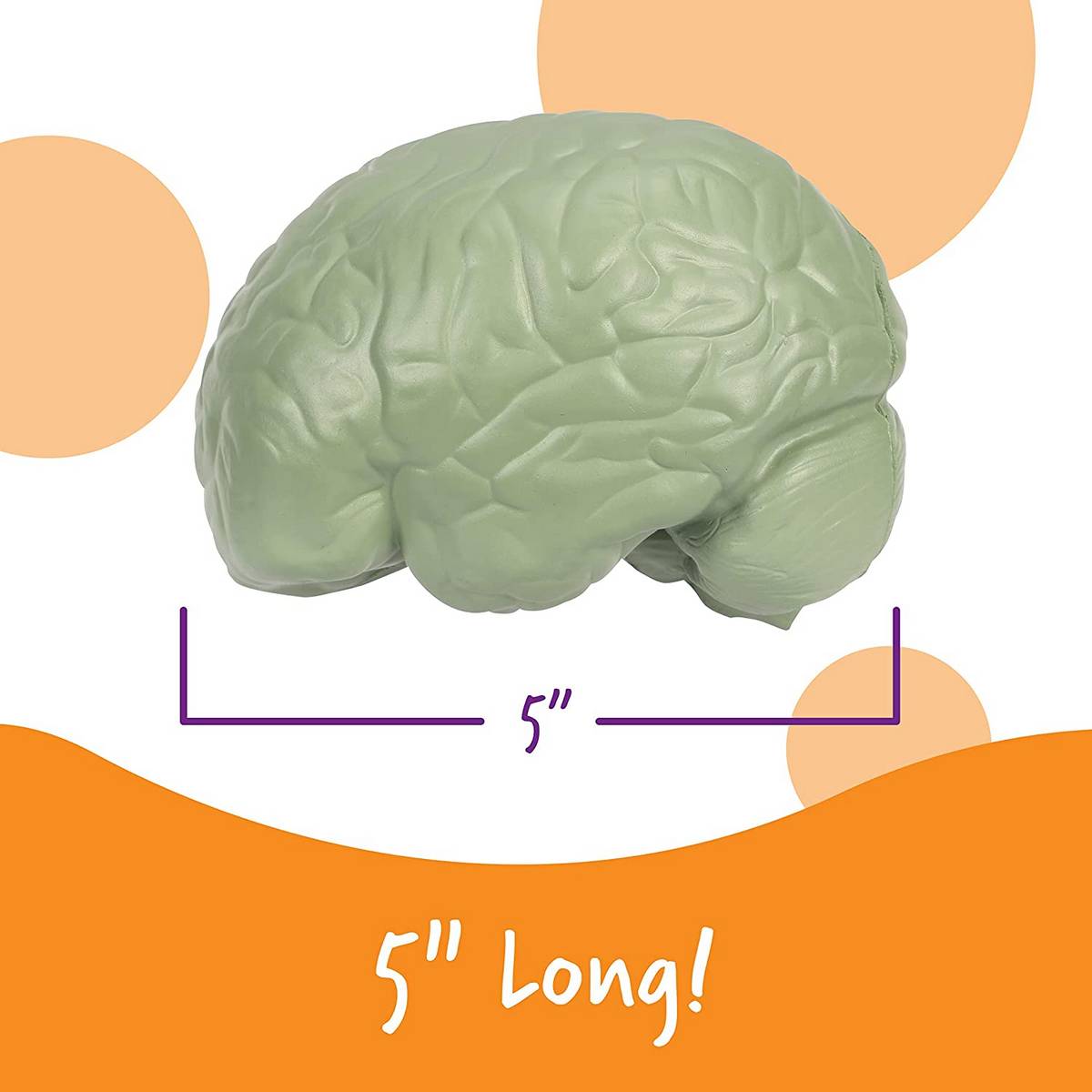 Learning Resources Soft Foam Crosssection Human Brain Model - ABC School Supplies