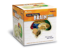 Learning Resources Soft Foam Crosssection Human Brain Model - ABC School Supplies