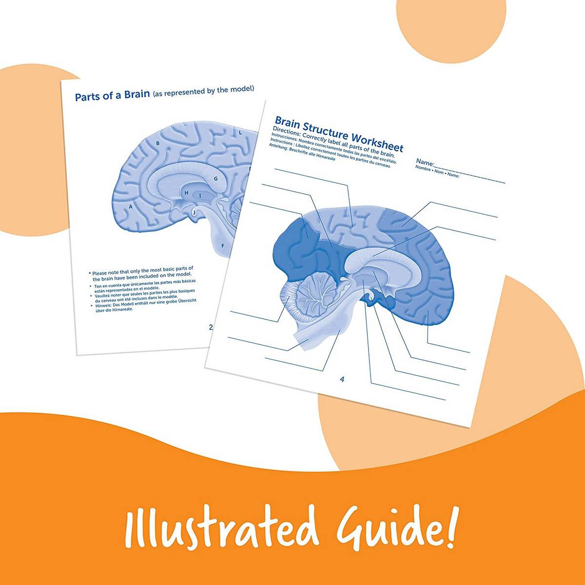 Learning Resources Soft Foam Crosssection Human Brain Model - ABC School Supplies