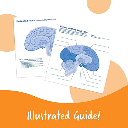 Learning Resources Soft Foam Crosssection Human Brain Model - ABC School Supplies
