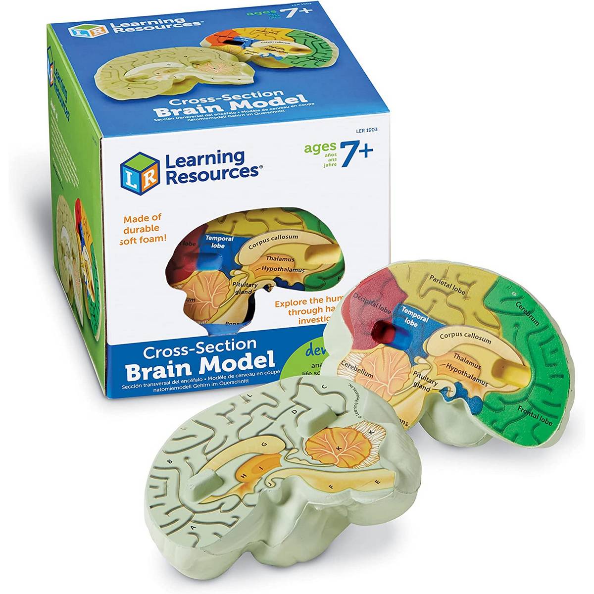 Learning Resources Soft Foam Crosssection Human Brain Model - ABC School Supplies
