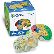 Learning Resources Soft Foam Crosssection Human Brain Model - ABC School Supplies