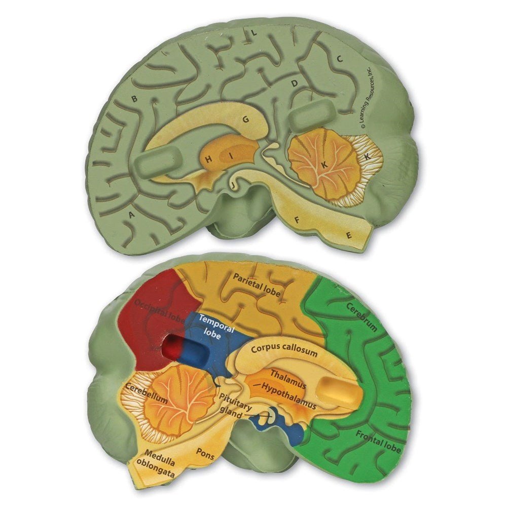 Learning Resources Soft Foam Crosssection Human Brain Model - ABC School Supplies