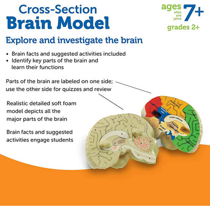 Learning Resources Soft Foam Crosssection Human Brain Model - ABC School Supplies
