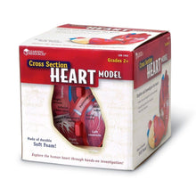 Learning Resources Soft Foam Crosssection Human Heart Model - ABC School Supplies