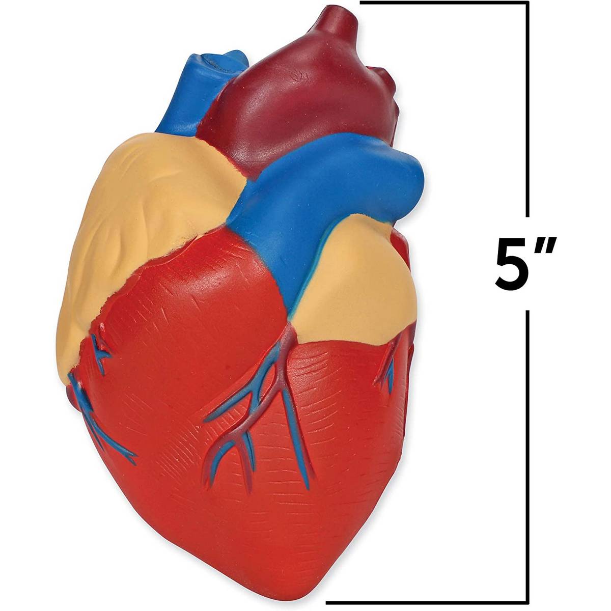 Learning Resources Soft Foam Crosssection Human Heart Model - ABC School Supplies