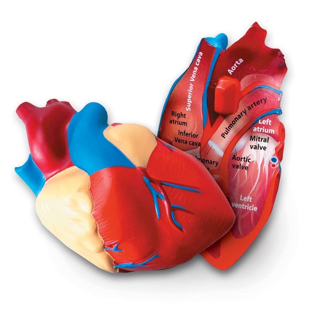 CrossSection Human Heart Model