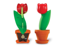 CrossSection Flower Model