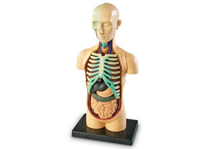 Anatomy Model  Human Body