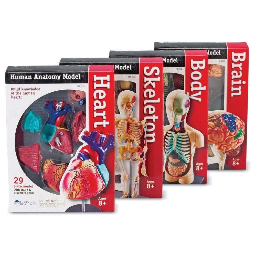 Learning Resources Anatomy Model Bundle