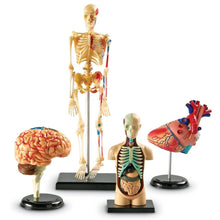 Learning Resources Anatomy Model Bundle