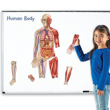 Learning Resources Double Sided Magnetic Human Body