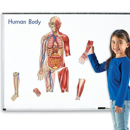 Learning Resources Double Sided Magnetic Human Body