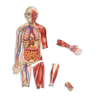 Learning Resources Double Sided Magnetic Human Body