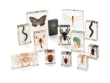 Mini Beasts Arthropods (Large Set) - ABC School Supplies