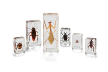 Mini Beasts Insects And Spiders (Small Set) - ABC School Supplies