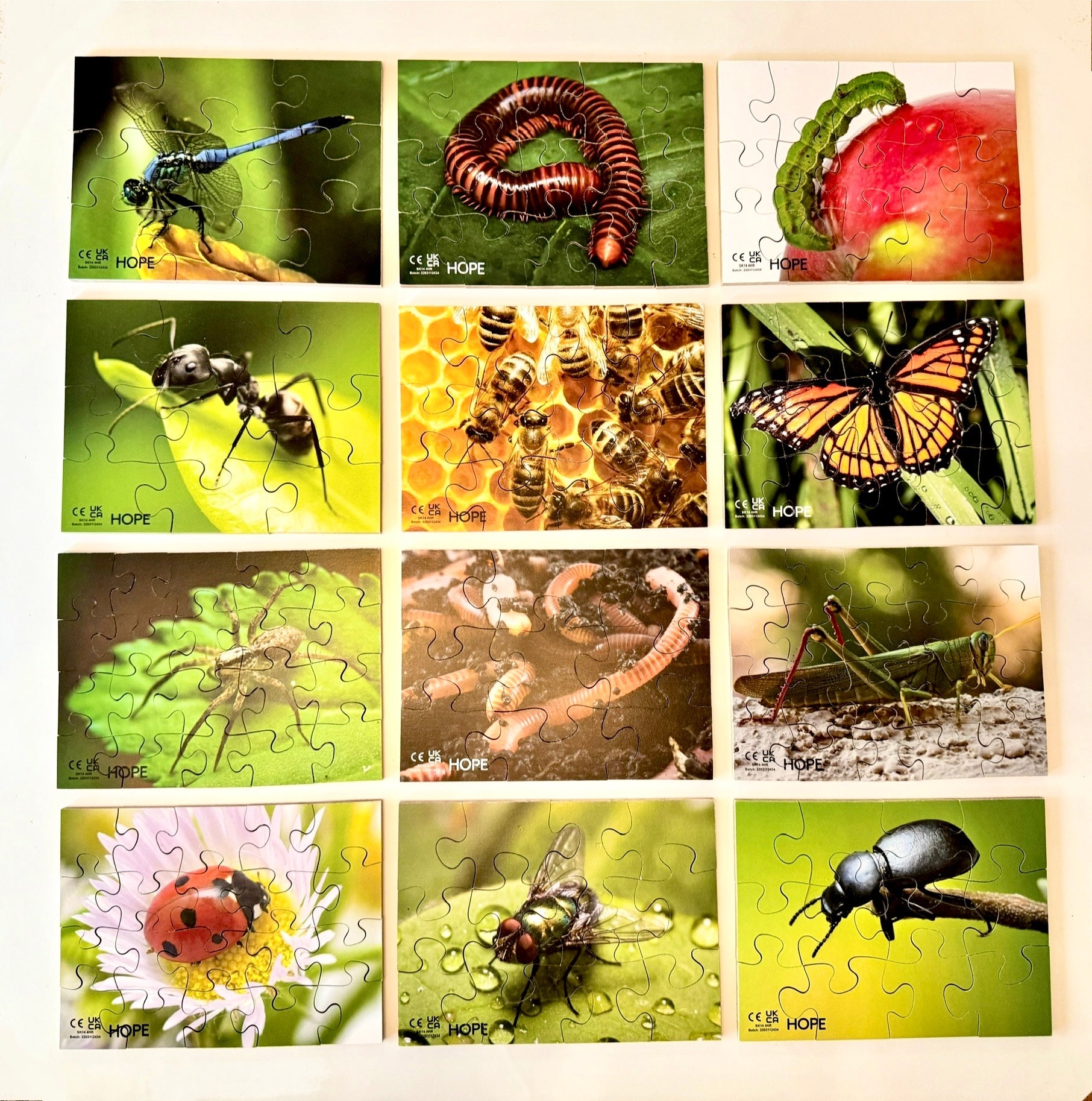 Mini Beasts Puzzles Pack of 12 - ABC School Supplies