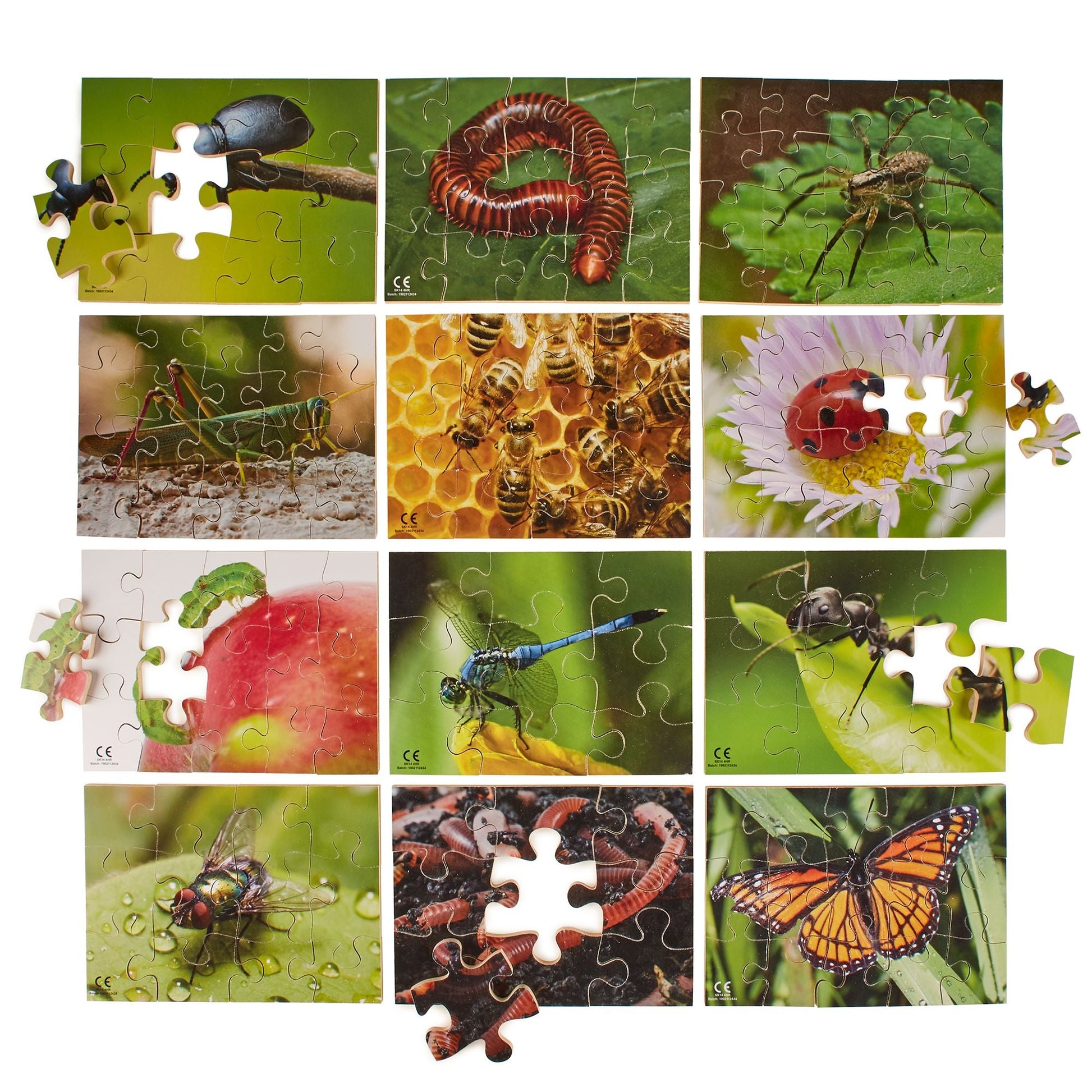 Mini Beasts Puzzles Pack of 12 - ABC School Supplies