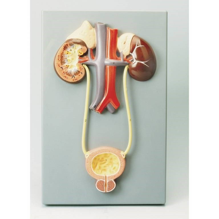 Philip Harris Excretory System Model - ABC School Supplies