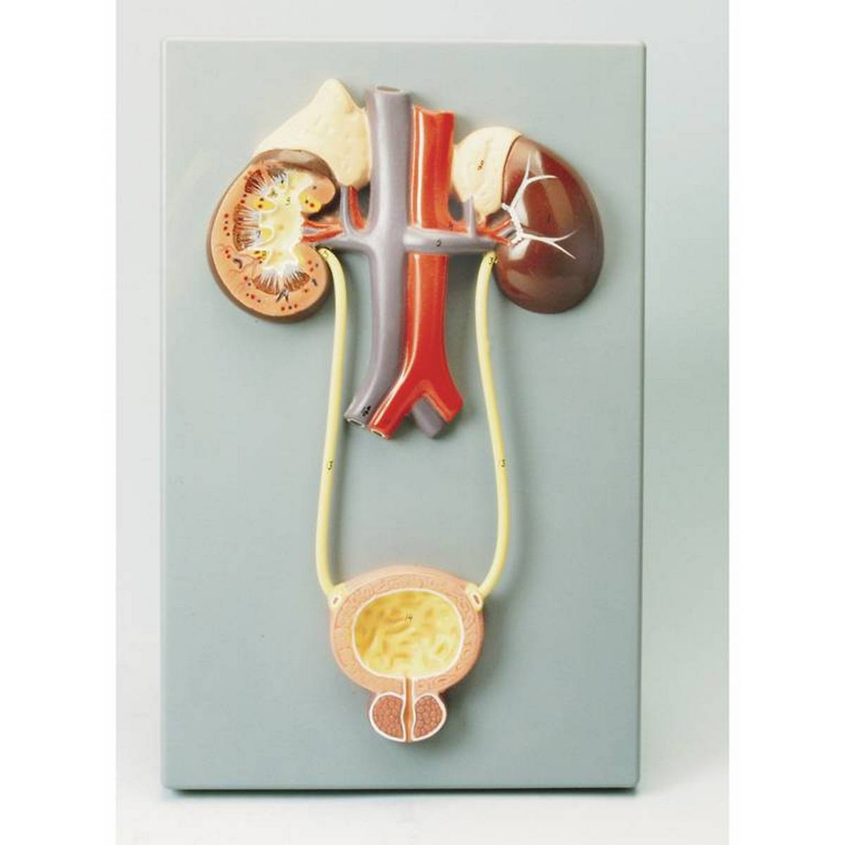 Philip Harris Excretory System Model - ABC School Supplies