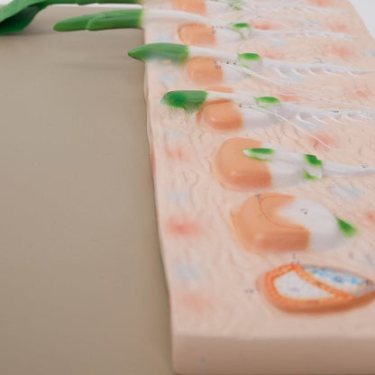 Philip Harris Monocot Seed Germination Model - ABC School Supplies