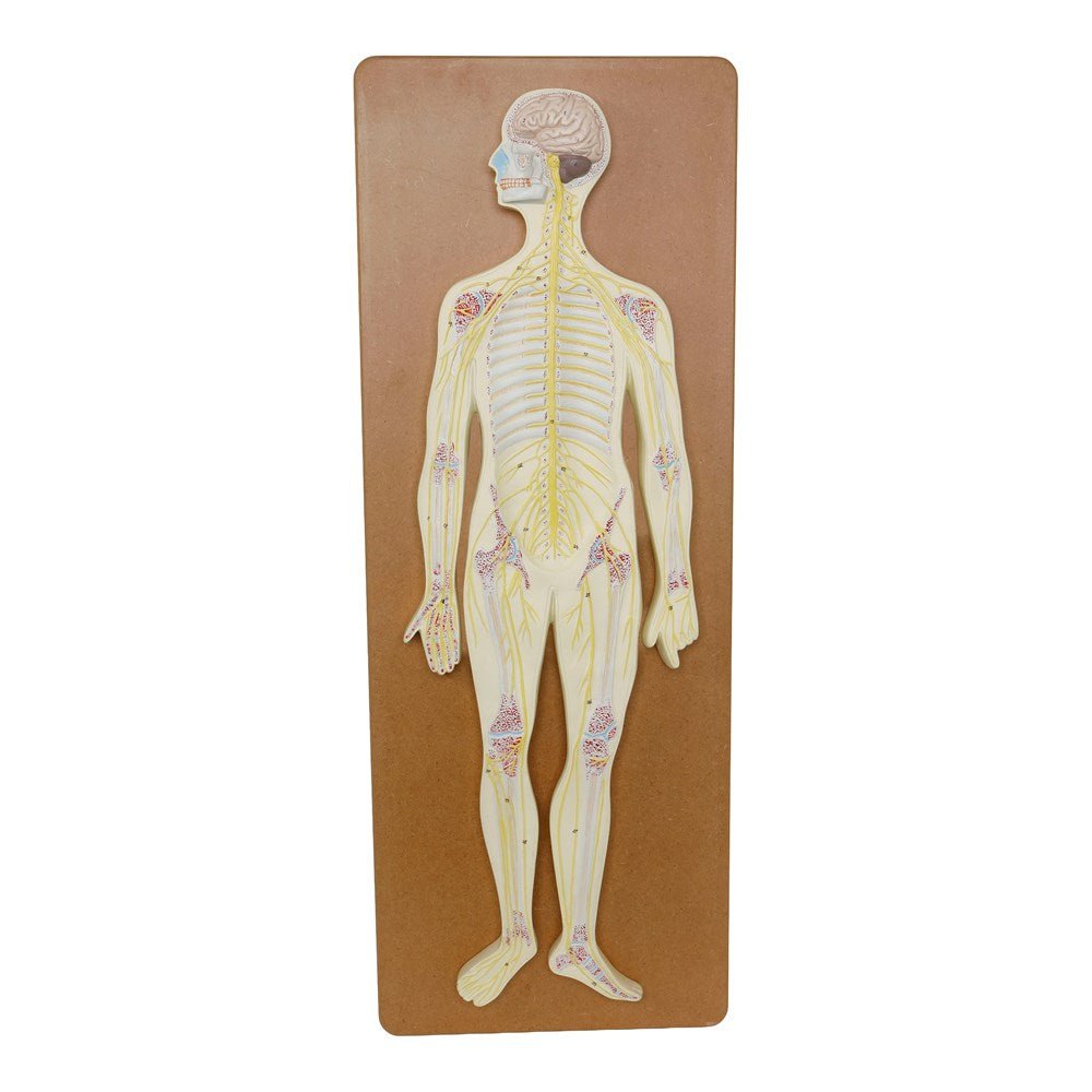 Philip Harris Nervous System Model - ABC School Supplies