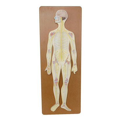 Philip Harris Nervous System Model - ABC School Supplies