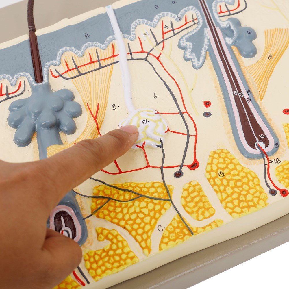 Philip Harris Skin Section Model - ABC School Supplies