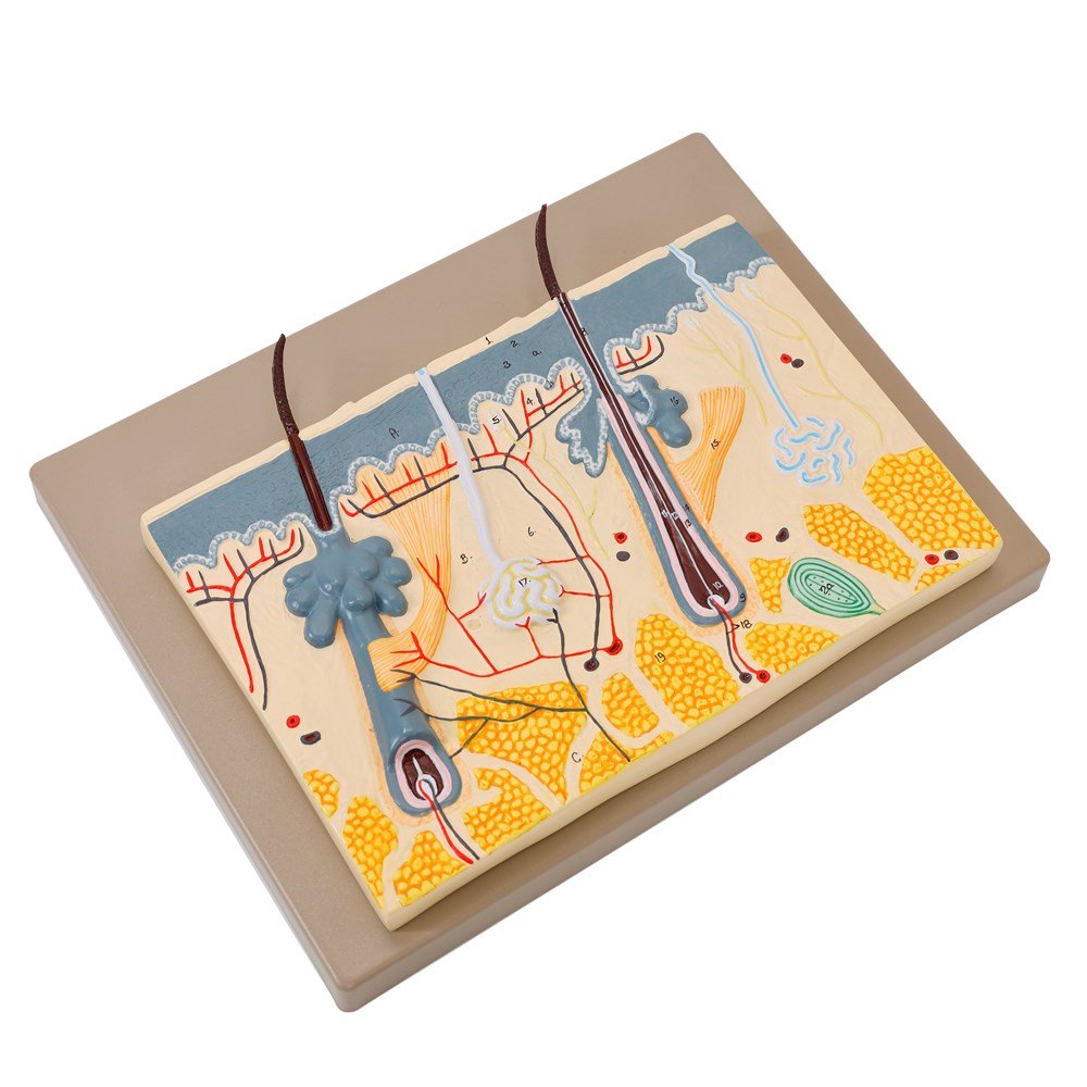 Philip Harris Skin Section Model - ABC School Supplies