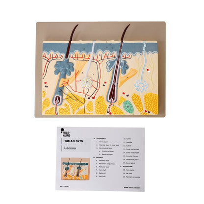Philip Harris Skin Section Model - ABC School Supplies